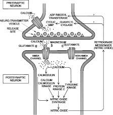 Most magnesium is stored in your bones and organs, where it is used for many biological functions. Rapid Recovery From Major Depression Using Magnesium Treatment Sciencedirect