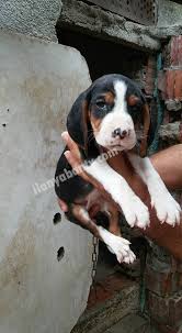 Serbian Tricolour Hound Uc Renkli Sirp Kopoyu 2 Aylik Erkek Yavru A Secereli