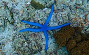 Image result for Lannea virgata