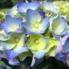 Image result for Hydrangea macrophylla bela obrázek