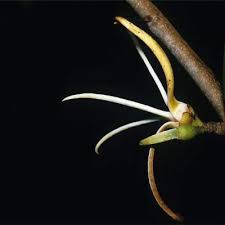 Image result for Xylopia lukei