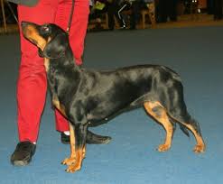 Image result for slovenský kopov