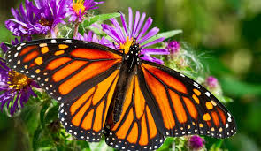 Image result for Monarch Butterfly