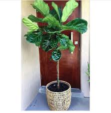 Miami Foliage Is The Best Place In Miami To Get Your Fiddle Leaf Fig They Even Deliver To Your Doorstep And Have Fiddle Leaf Fig Fiddle Leaf Fig Tree Fig Tree