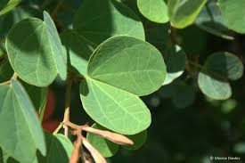 Image result for Bauhinia galpinii