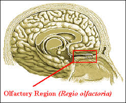 Meaning of anosmia medical term. Anosmia