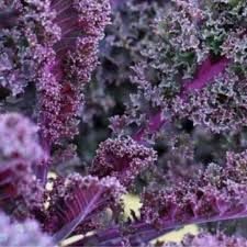 Image result for kadeřávek