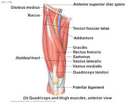 On the anterior side, the most prominent of the muscles are the sartorius . Quadriceps Muscle Thigh Muscles Leg Muscles Diagram Muscle Anatomy