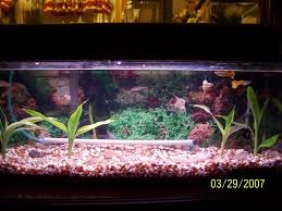 Please Post Pics Of Your Bettas Home Here Page 559 Betta Tank Betta Aquarium
