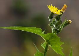 Image result for Sonchus oleraceus