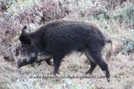 Giacché significa la modesta caccia al cinghiale in. Caccia La Provincia Del Sulcis Iglesiente