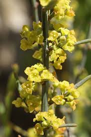 Image result for Osyris