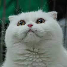 Beyaz Scottish Fold British Shorthair Father Of Cats Kedi Babasi Photos Facebook
