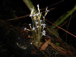 Image result for Voyria