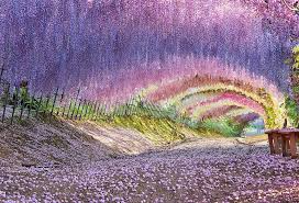 Image result for Wisteria