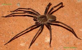 No brasil é a segunda aranha. Saiba Mais Sobre A Aranha Armadeira Uma Das Mais Populares E Venenosas Do Brasil
