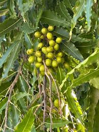 Image result for Monoon longifolium