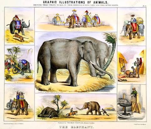 The Elephant', c1850 - Stock Image - C045/1767 - Science Photo Library