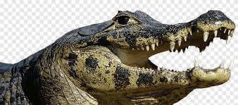 Alligator head drawing at paintingvalley com explore collection. Alligator Illustration Caiman Open Mouth Animals Caimans Png Pngegg