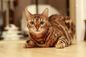 The bengal cat is a domesticated cat breed created from hybrids of domestic cats, especially the spotted egyptian mau, with the asian leopard cat (prionailurus bengalensis). 20 Most Expensive Cat Breeds In The World Crazy Rich Pets