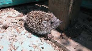 Da viele schüler und auch muttersprachler bei der verwendung häufig fehler machen. Igel Alles Uber Das Wildtier Im Tierlexikon Geolino