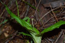 Image result for Liparis nervosa