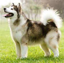 Kata malamute berasal dari salah satu suku bangsa inuit yang bernama mahlamutt, tinggal di alaska bagian barat. 540 Dnd Tylide Family Ideas In 2021 Aesthetic Lansing Dnd