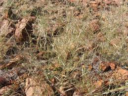 Image result for Aristida rhiniochloa