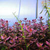 Purple bacopa bacopa plants garden. Https Encrypted Tbn0 Gstatic Com Images Q Tbn And9gcq7znx8cu39op95eghnvvqox Ilfcsutwufpqvqlbo Usqp Cau