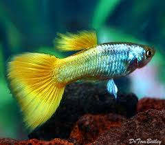 Sunrise Guppy Peixes Guppy Lebiste Peixes