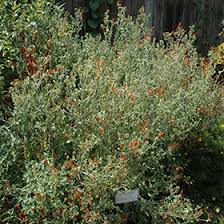 Image result for Dicliptera pumila