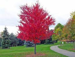 Japanese maple trees can provide a striking focal point, be the perfect plant to set off a large container, or grow into an impressive bonsai specimen. Red Maple For Sale Acer Rubrum Fast Growing Red Maple Trees