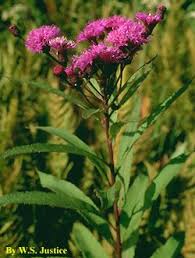 Image result for Vernonia glabra