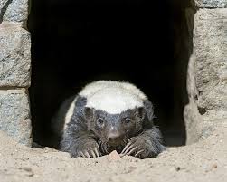 Honey Badger In The Cave Honey Badger Badger Animal Pictures
