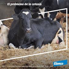 Cemave sanidad animal, nace en 1987 como consecuencia del carácter emprendedor de d. I4ldq3d6jveyrm