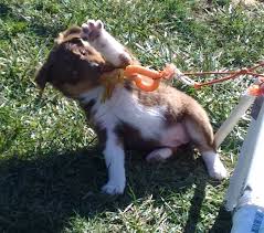 In most cases, female puppies are slightly cheaper than their male counterparts. Ohio Australian Shepherd Puppies Facebook