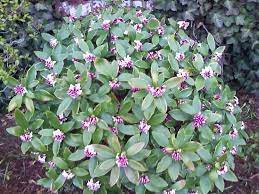 Trying to identify a bush which has three point green leaves with white, pink, and bluish white flowers. Flowering Shrub Identification Help Flowers Forums