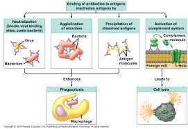 immune system