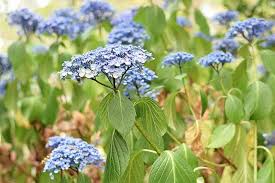 Here are some of the reasons why your plant might not be blooming well. 7 Reasons Why Hydrangea May Not Bloom Gardener S Path
