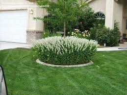 Image result for Lysimachia tenuicaulis