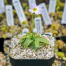 Maybe you would like to learn more about one of these? Pinguicula Primuliflora Carnivorous Plants Variegated Plants Foliage Plants