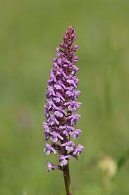 Chalk Fragrant Orchid Gymnadenia Conopsea A Day In The Park Orchids Orchid Images Orchid Flower