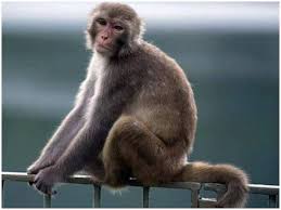 Health officials are monitoring anyone who came into contact with the uk's third. Confirmed Outbreak Of Monkeypox Infection In Britain Know Its Symptoms And Treatment The Post Reader