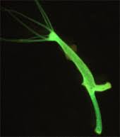 Transgenic organism is an organism whose genome has been genetically modified by introduction of novel dna. Genetically Modified Organism Wikipedia