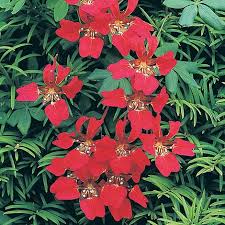 Maybe you would like to learn more about one of these? Tropaeolum Speciosum Thompson Morgan