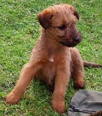 Irish Terrier How Cute Is He Minimal Shedding Great With Kids And Doesn T Bark A Lot I Wan Irish Terrier Puppies Irish Terrier Irish Wolfhound Puppies