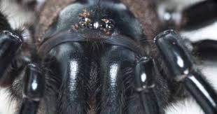 Australian Funnel Web Spider With Mites Around Her Beady Little Eyes These Mites Are Not Parasitical But Simply Use Her T Funnel Web Spider Spider Arachnids