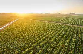 186 фраз в 34 тематиках. Australian Sandalwood Plantation Is About To Make Its Owners A Lot Of Money Bloomberg