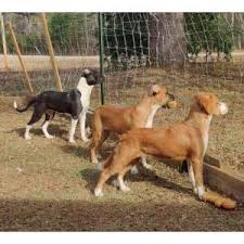 Lost Dogs In WHITMIRE, SC