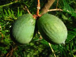 Image result for Tiliacora funifera